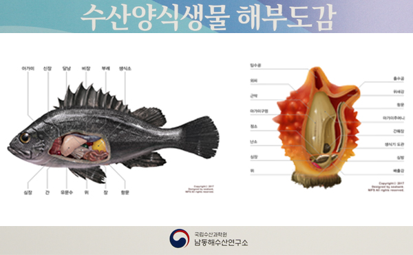 '수산양식생물 해부도감' 발간…생물생태 정보와 쉽게 보는 해부도 담아